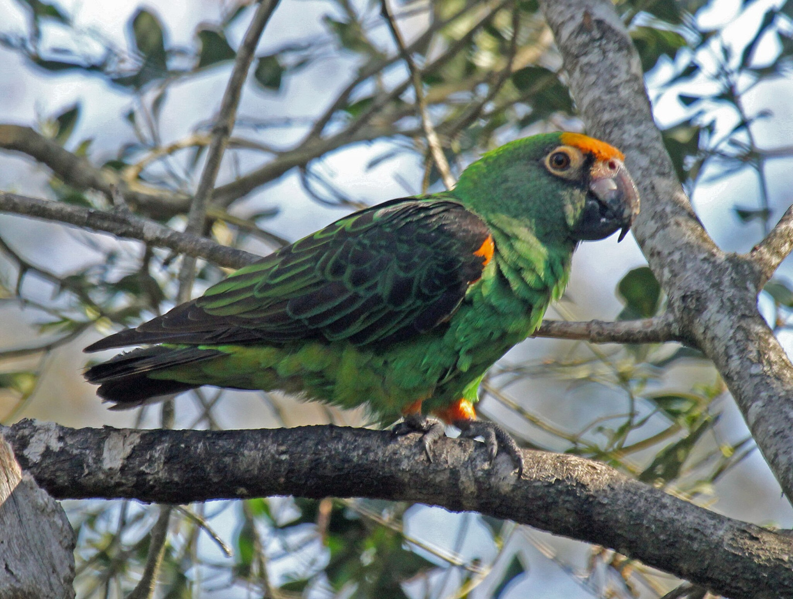 image Red-fronted Parrot
